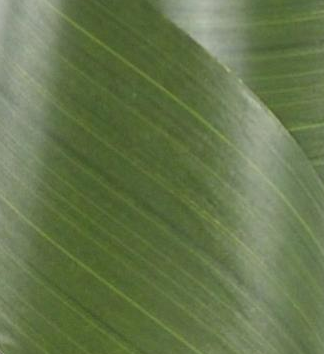variegated-green-waterproof-ribbon