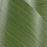 variegated-green-waterproof-ribbon