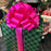 extra large gift wrap bow in hot pink